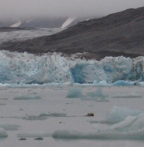 mijn eerste ijsbeer op Spitsbergen, uitvergroot